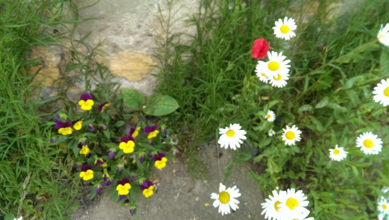 Ein Platz Fuer Ruhe Und Naturgenuss ゼーブニッツ エクステリア 写真